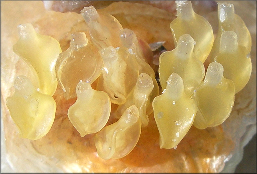 Gulf Oyster Drill at Frank Corbett blog